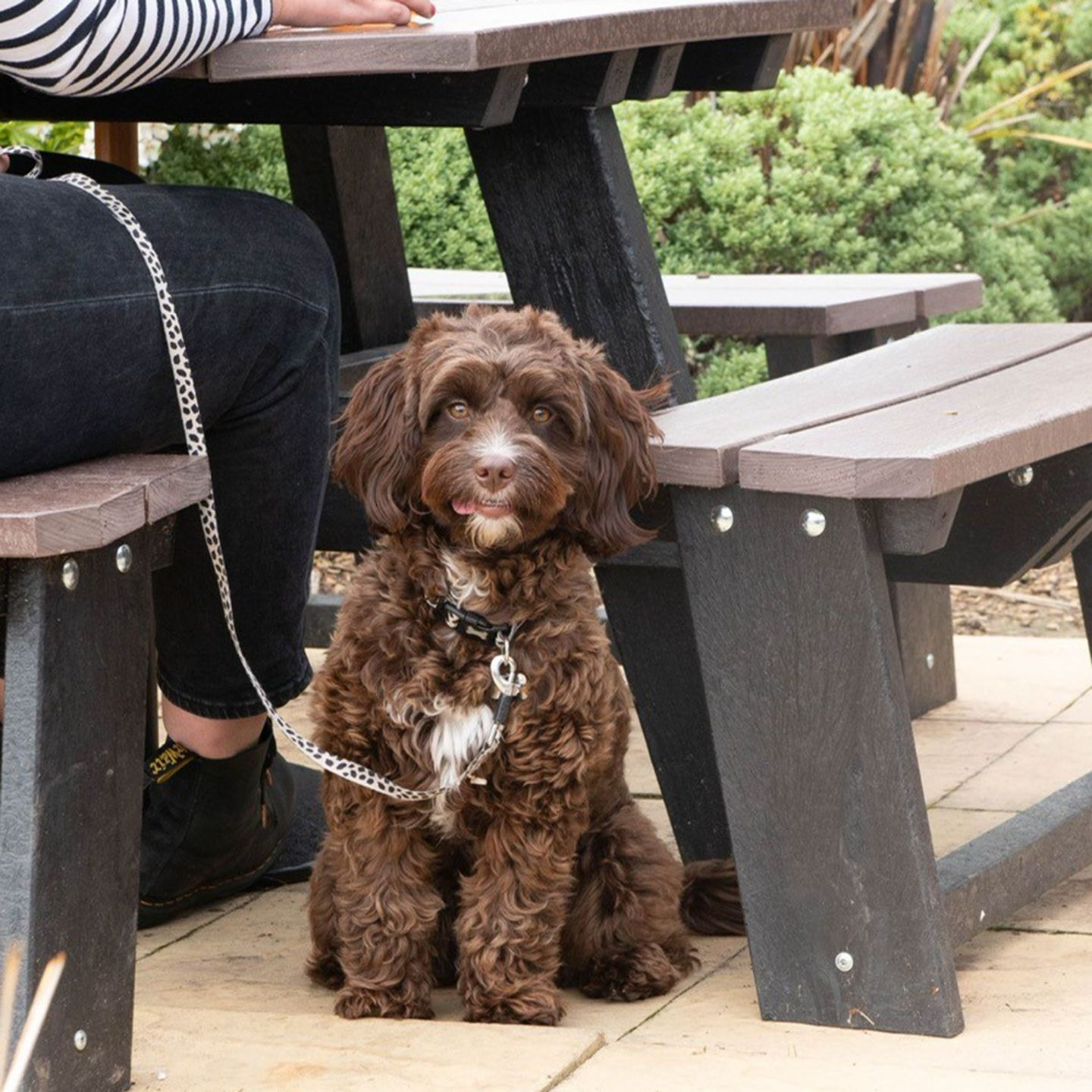Your local dog friendly pub in Yeovil